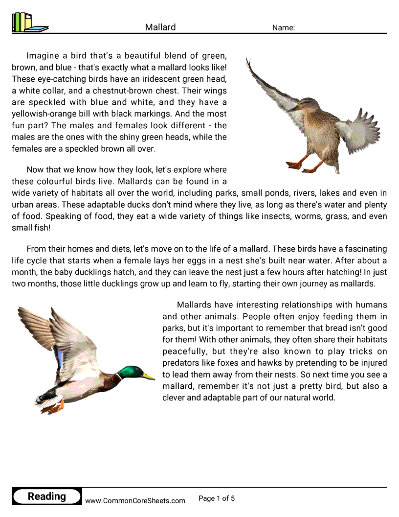 Reading Comprehension Birds Worksheets - Mallard worksheet