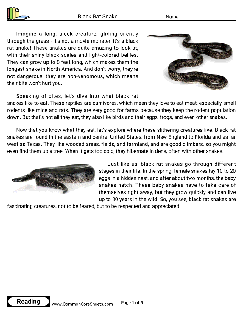 Reading Comprehension Reptiles - Black Rat Snake worksheet