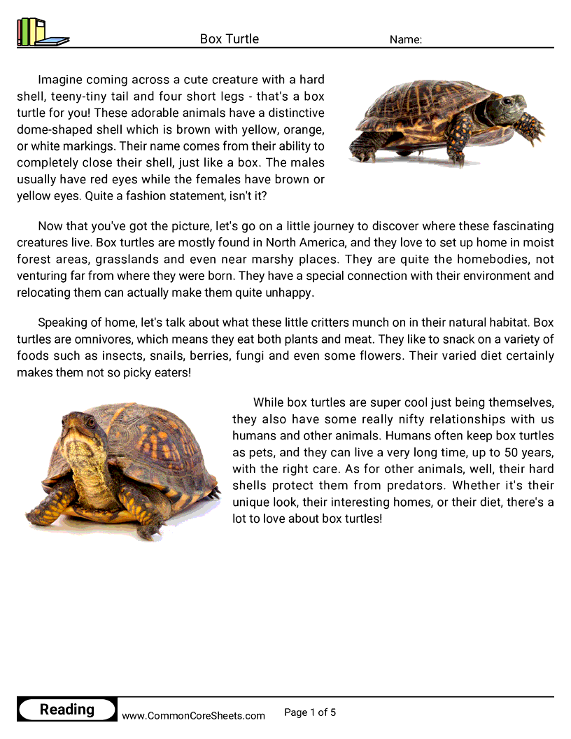 Reading Comprehension Reptiles - Box Turtle worksheet